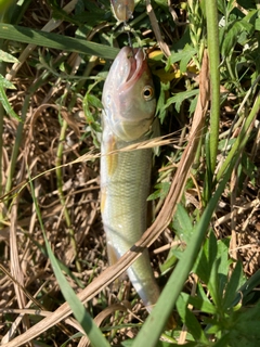 ハスの釣果