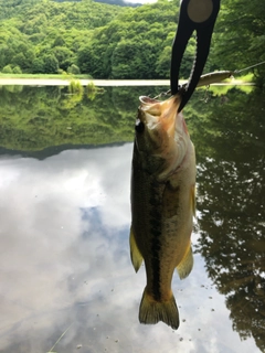 ラージマウスバスの釣果