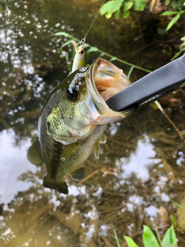 ラージマウスバスの釣果