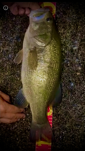 ブラックバスの釣果