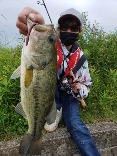 ブラックバスの釣果