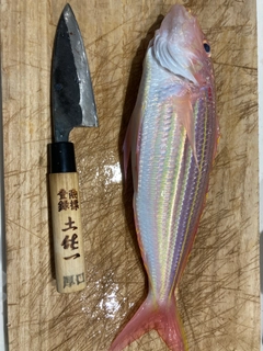 イトヨリダイの釣果