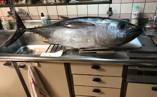 キハダマグロの釣果