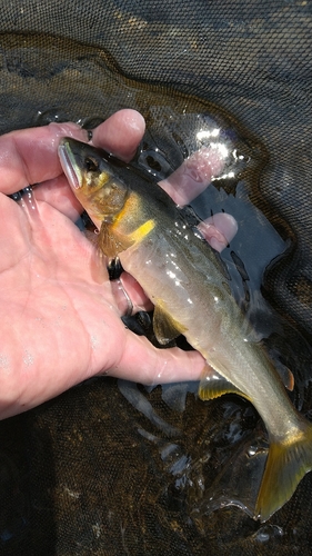 アユの釣果