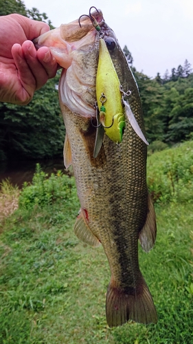 ブラックバスの釣果