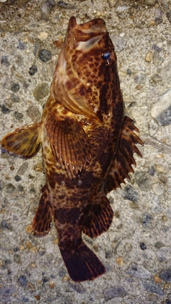 タケノコメバルの釣果