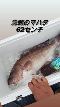 マハタの釣果