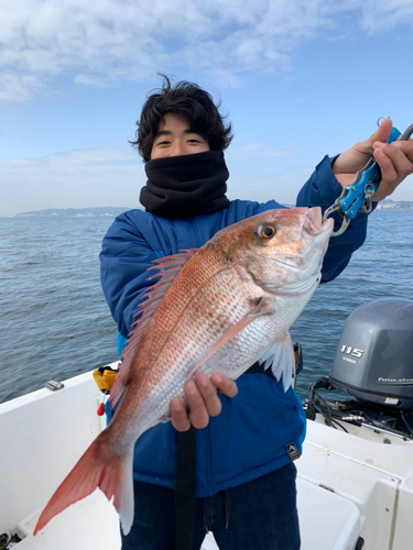 マダイの釣果