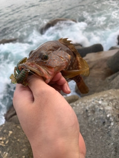 キジハタの釣果