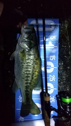 ブラックバスの釣果