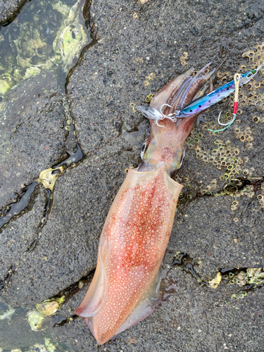 ケンサキイカの釣果