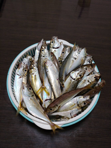 アジの釣果