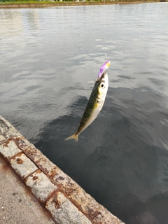 サバの釣果