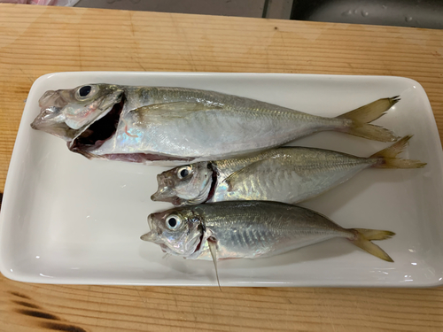 アジの釣果