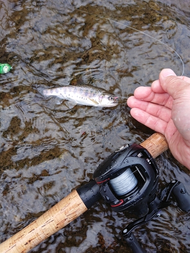 ヤマメの釣果