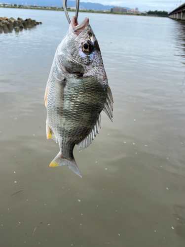 釣果