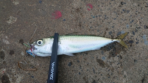 サバの釣果