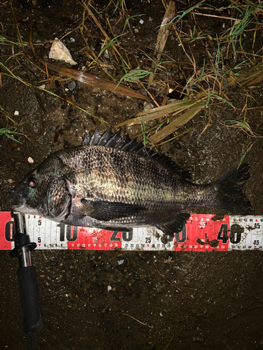 クロダイの釣果