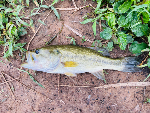 ブラックバスの釣果