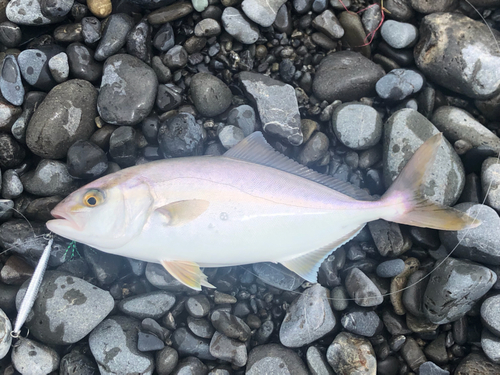 ショゴの釣果