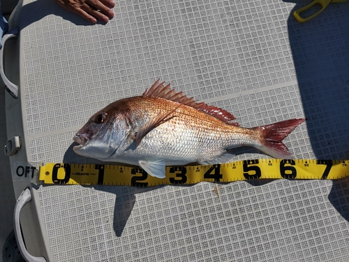 マダイの釣果