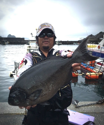 オナガグレの釣果