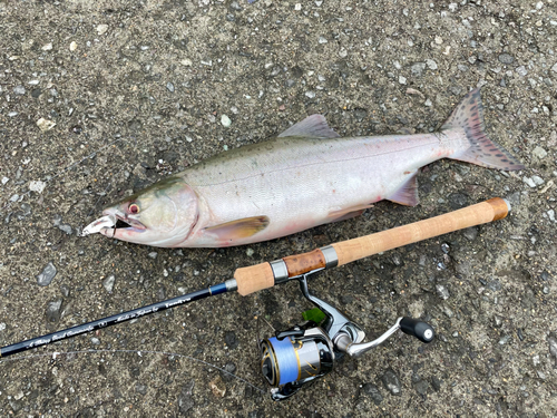 カラフトマスの釣果