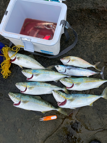 イナダの釣果