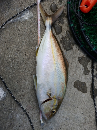 ショゴの釣果