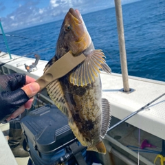 アイナメの釣果