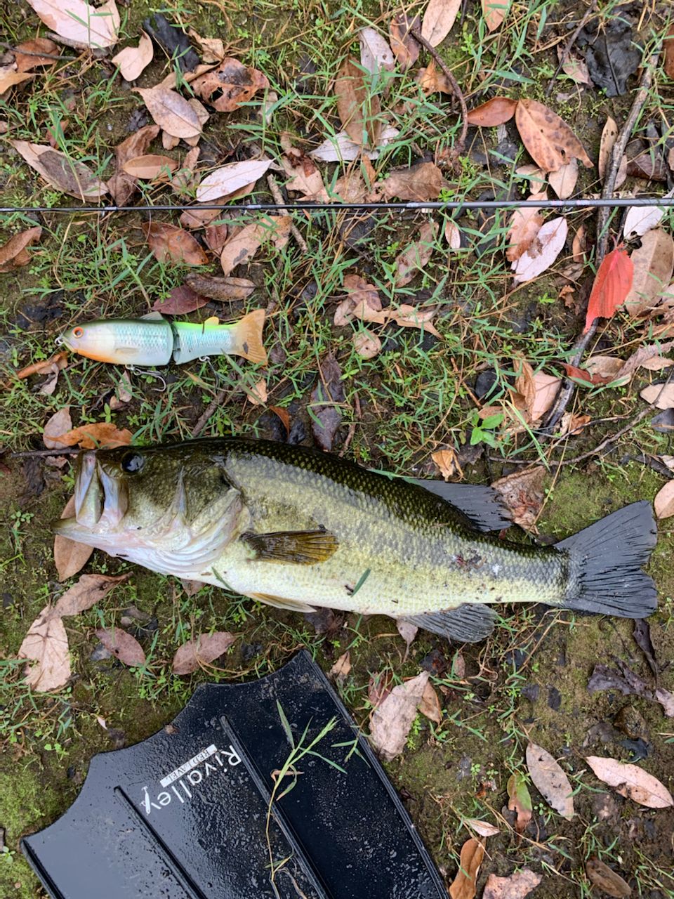 ラージマウスバス