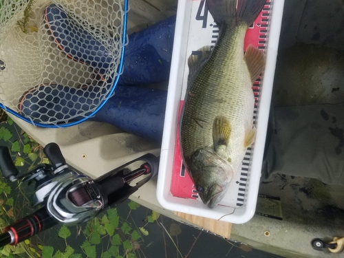 ブラックバスの釣果