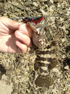 チャイロマルハタの釣果