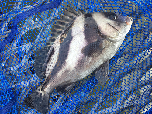 コショウダイの釣果