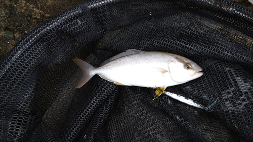 ショゴの釣果