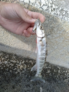 オニカマスの釣果