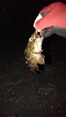 タケノコメバルの釣果