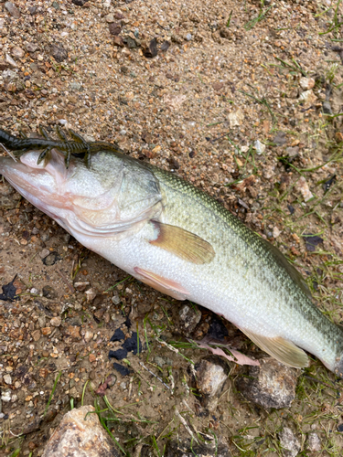 釣果