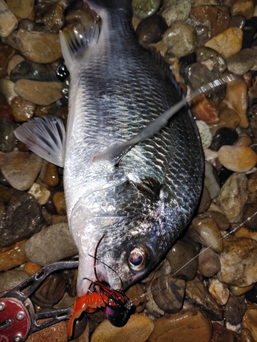 キビレの釣果