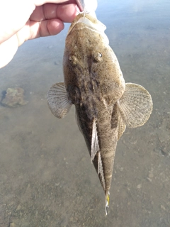 ミナミマゴチの釣果