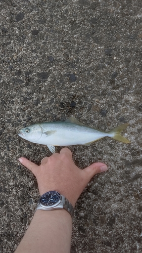 ワカシの釣果