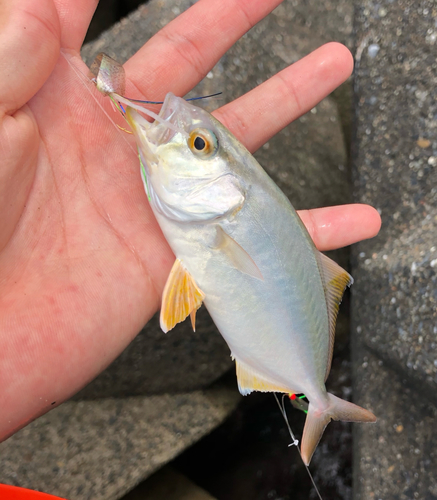 クロムツの釣果