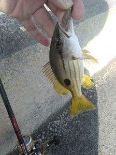 マトフエフキの釣果