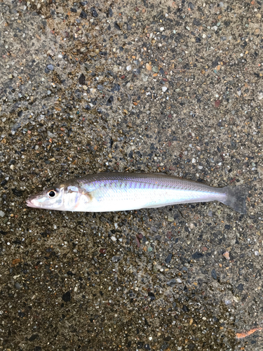 キスの釣果