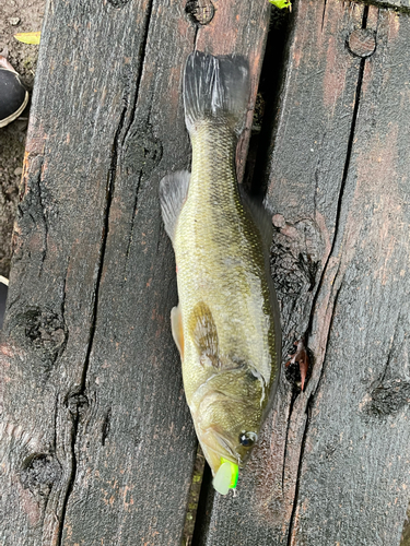 ブラックバスの釣果