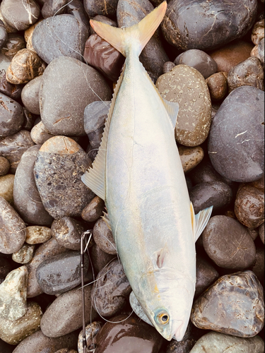 イナダの釣果