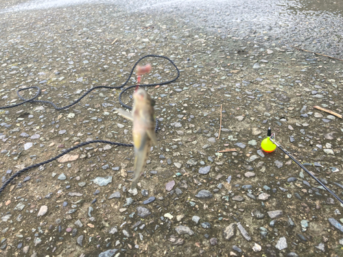 マハゼの釣果