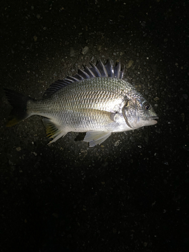 キビレの釣果