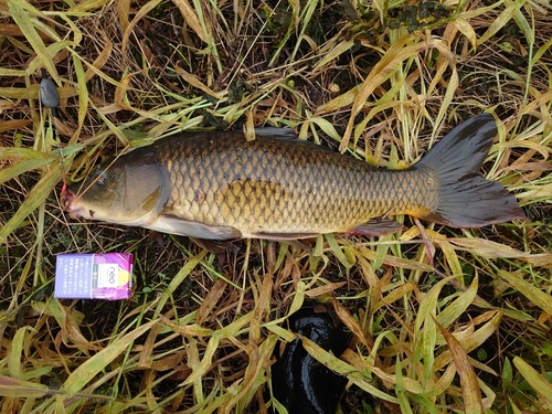 コイの釣果