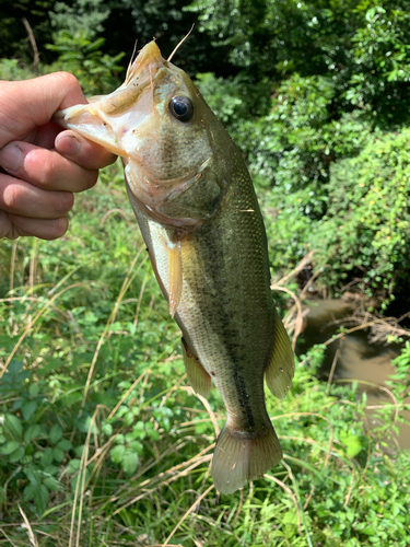 ラージマウスバスの釣果